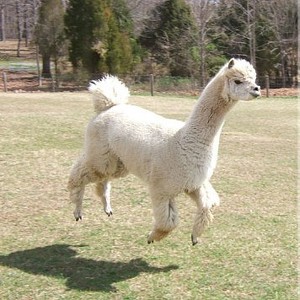 Team Page: Running Llama